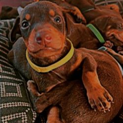 Doberman pups for sale