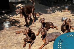 6 red Doberman 6 month old puppies for sale