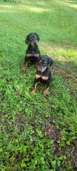 2 doberman puppies available