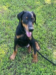 4 month old Pure bred Doberman