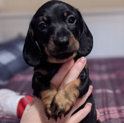 Gorgeous Dachshund Puppies Available.