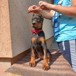 Dobermann Puppies available for sale