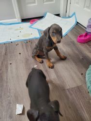 AKC registered Puppies 2 Females