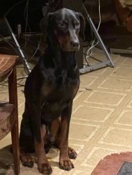 Very loving and playful Doberman looking walks and a lap to lay on