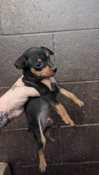 Adorable Doberman Pinscher looking for a new home