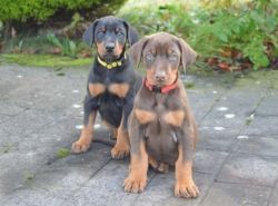 Registered Dobermann Puppies
