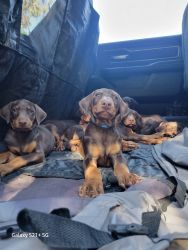 doberman pups ready for rehomeing