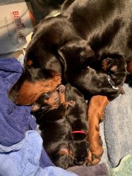 European Dobermann top pedigree puppies, MoxieDobes