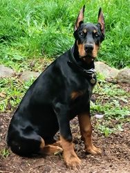 EURO RUSSIAN MALE 5 MONTHS OLD