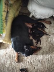 Doberman puppy available in Chennai.