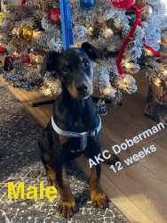 AKC American Doberman male