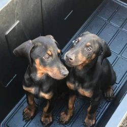 Two Lovely Doberman Pinscher Puppies