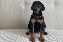 Doberman-Pinscher Puppies For Sale
