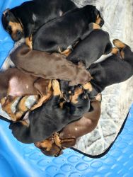 9 week old AKC papered doberman pinscher puppies