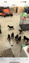 Doberman pincher puppies