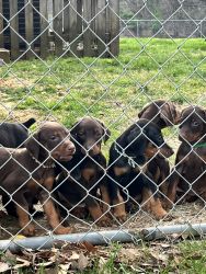 Doberman Pincher Puppies