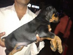 Best quality puppies avaialble at Burdwan