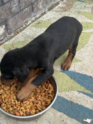 Doberman Puppies available
