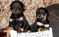 http://www.puppyterritodoberman pinscher puppies