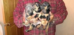 New Litters of Nice Doberman Pincher Puppies