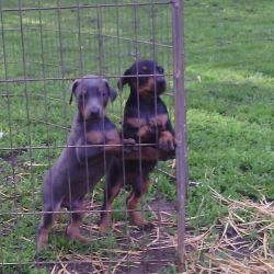AKC registered Doberman pups