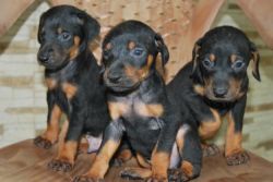 Cute doberman puppies for sale
