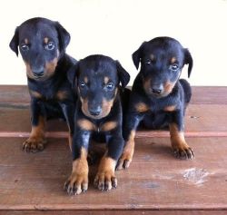 Doberman Pinscher puppies available