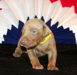 good Doberman Pinscher Puppies for sale