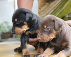 Doberman puppies available for sales