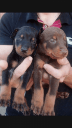 Doberman pincher pups