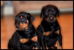 Pedigree Dobermann Puppies