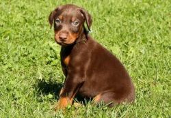 Beautiful Doberman Pinscher Pups