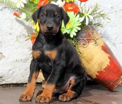 Doberman Pinscher Puppy for sale