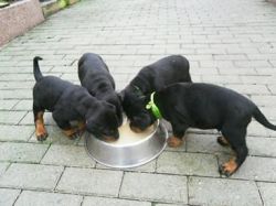 Doberman Pinscher Puppies(xxx) xxx-xxx2