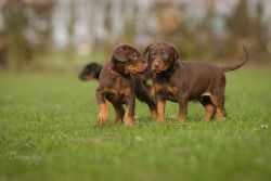 Adorable Doberman Pinscher Puppies (xxx) xxx-xxx2