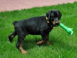 male and female doberman puppies for a good home