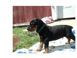 Doberman puppies for new homes