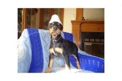 Doberman puppies for new homes