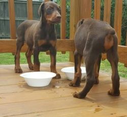 Four Pure Breed Doberman Puppies To Rehome!!