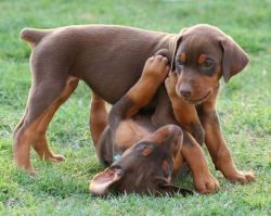 Male Doberman pinscher puppies ready for re homing