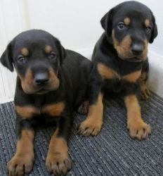 Handsome Doberman Pinscher puppies for sale