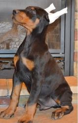 nice and cute doberman pinscher for sale
