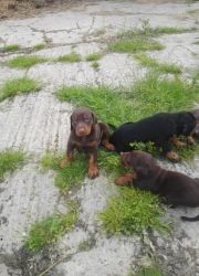 sweet and cool doberman pinschers for sale.
