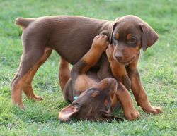 Beaitiful Pure Bred Dobermans Puppies For Sale