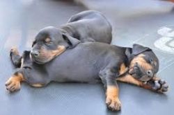 AKC Doberman Pinscher puppies for adoption