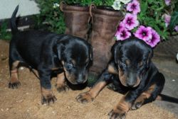 Dobermann Puppies From Our Ukkc Champion Imports