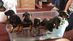 Doberman Puppies Kc Registered Boys And Girls