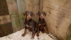 Ready Now. Our Beautiful Kc Dobermann Puppies