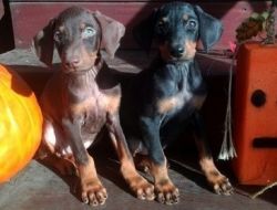 vvxxxxx Doberman Pinscher Puppies for sale