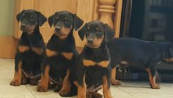 Stunning Doberman Pups Delivery Available